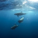 Preserving Wildlifes